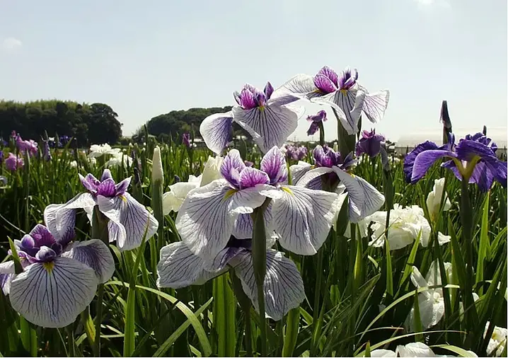 伊勢花菖蒲園