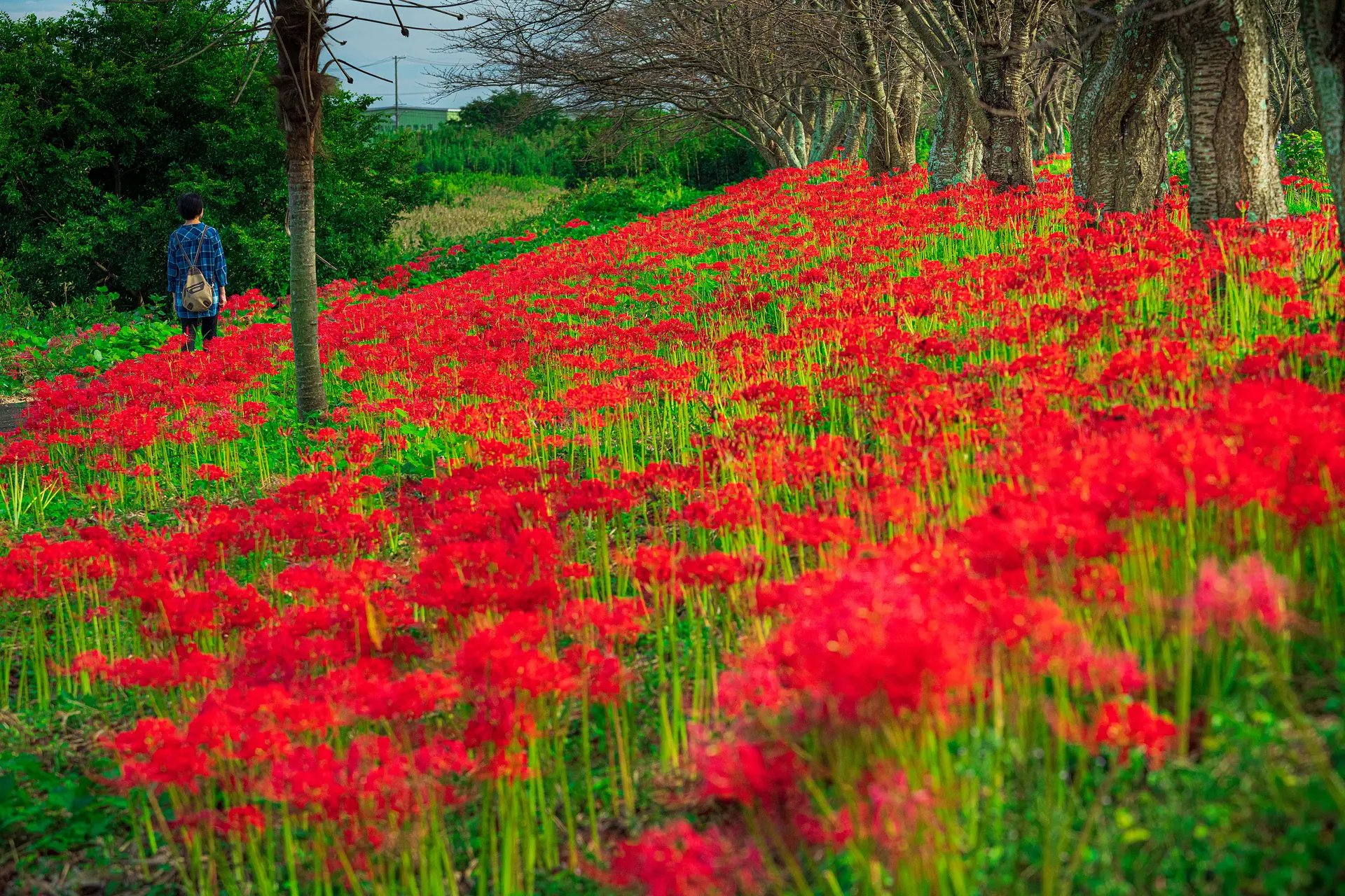 津市安濃川沿いの北神山花街道の彼岸花（津市）