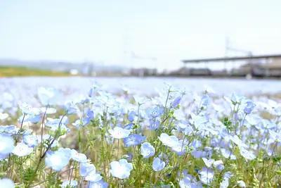 三岐鉄道北勢線大泉駅のネモフィラ（1）