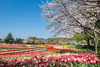 チューリップとの競演（花ひろば）