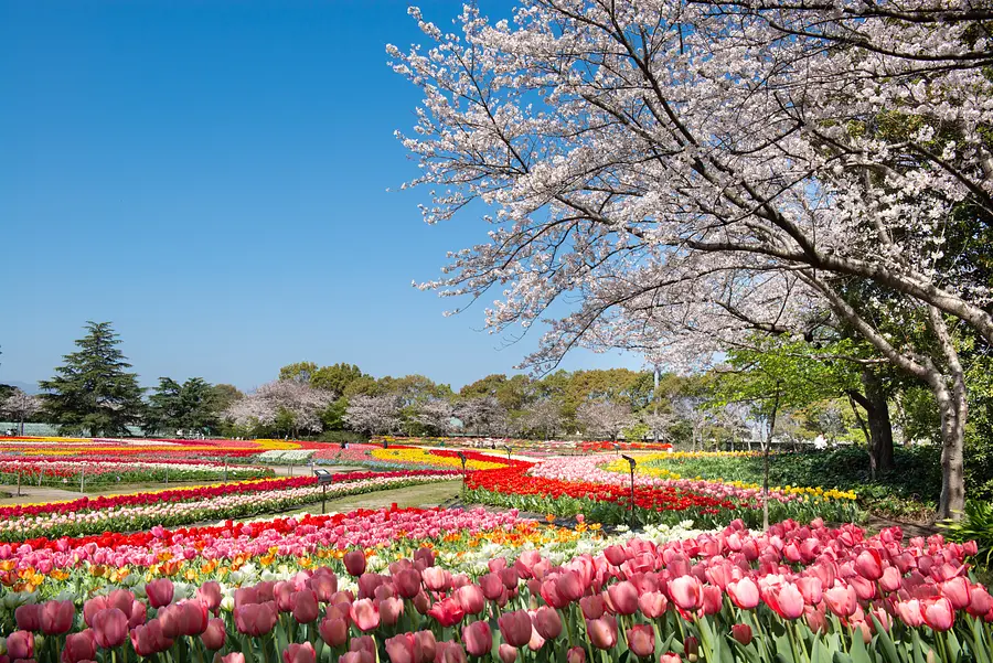チューリップとの競演（花ひろば）