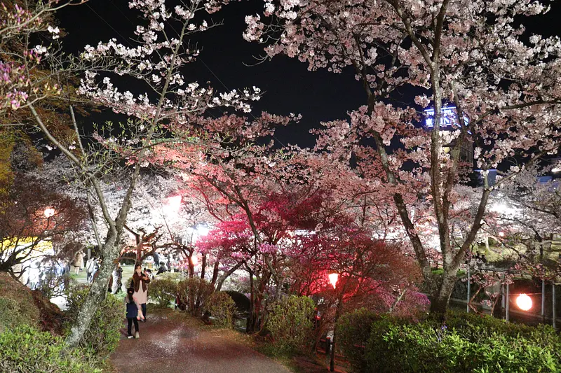 三重県の”絶対行きたい”桜の名所をご紹介！
