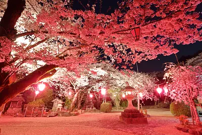 [¡Lugares recomendados en flor de cerezo en 2024! ] ¡Solo los que saben lo saben! Templo ciudad de Tsu geinocho “Famoso templo de los cerezos en flor y las leyendas”