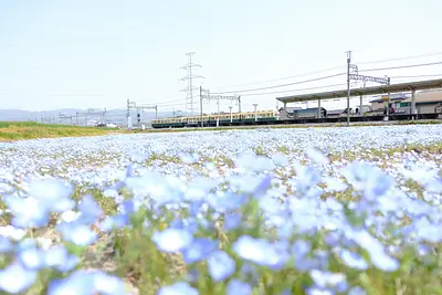 三岐鉄道北勢線大泉駅のネモフィラ（2）