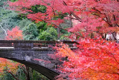 河内渓谷の紅葉（3）