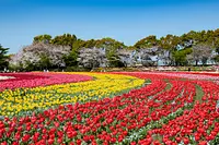 Concurso con tulipanes (plaza de flores)