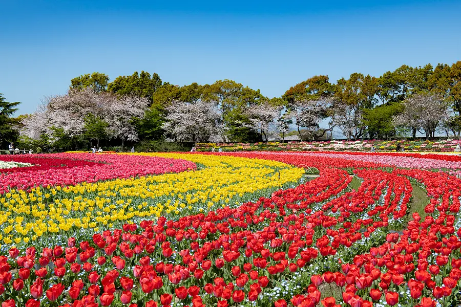 チューリップとの競演（花ひろば）