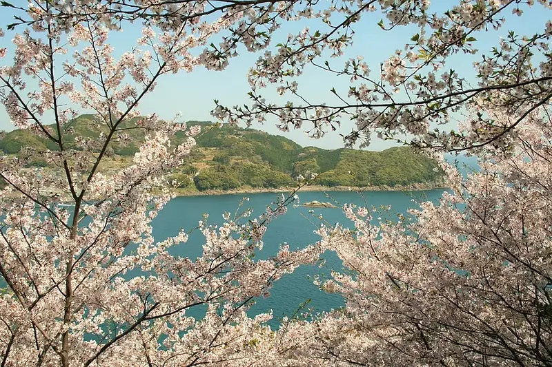오니가 성（Onigajo）벚꽃의 길