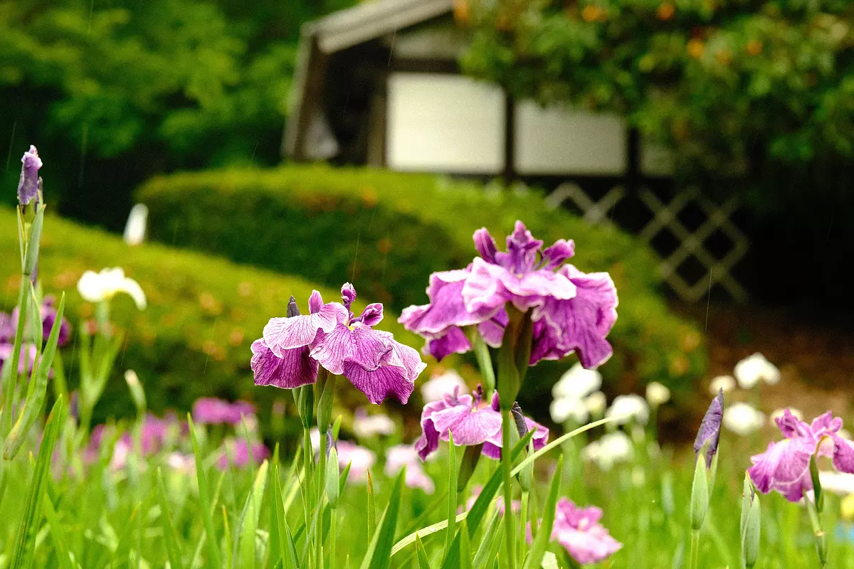 Iris du jardin des iris du parc Kameyama