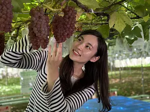 青蓮寺湖観光村　ぶどう狩り