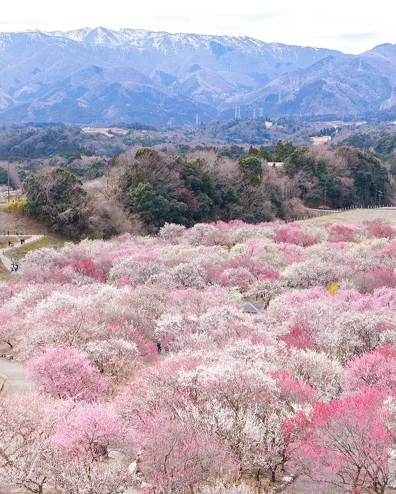 꽃 경치