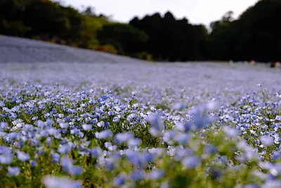 鳴谷山聖宝寺の紅葉（4）