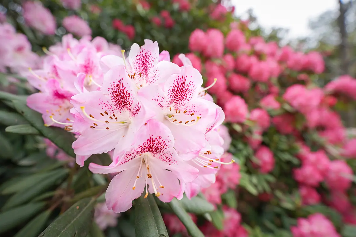 杜鵑花