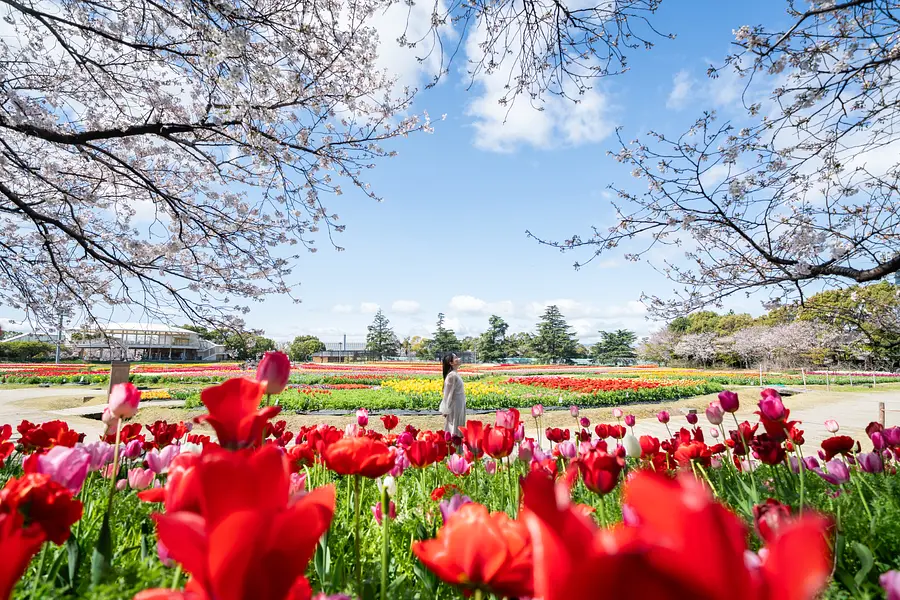 なばなの里「チューリップまつり」国内最大級