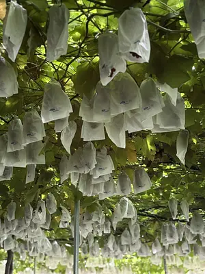 青蓮寺湖観光村　ぶどう狩り