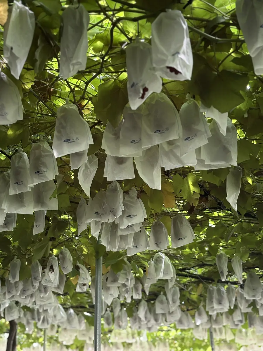 青蓮寺湖観光村　ぶどう狩り
