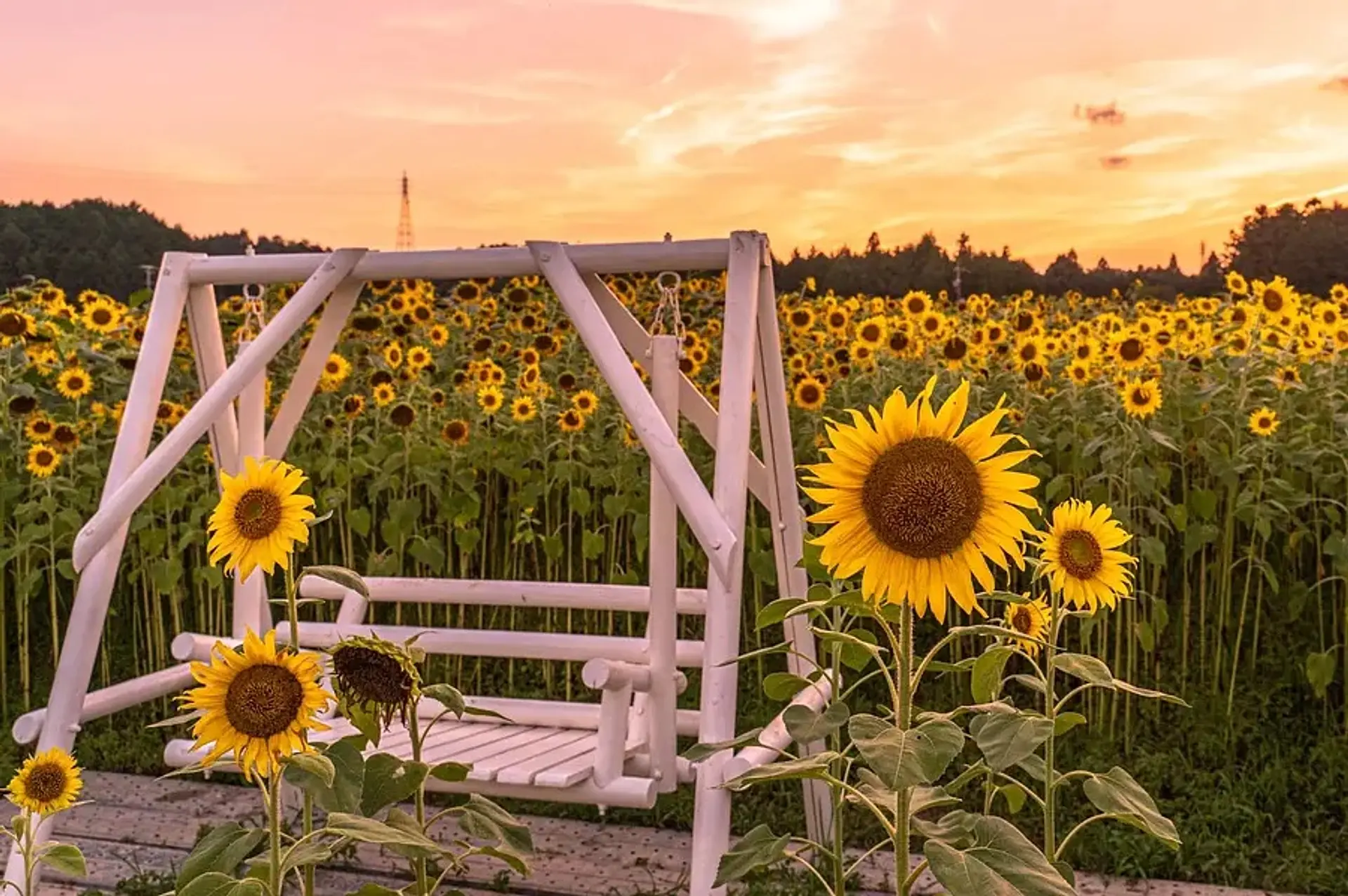 アスピア玉城 アグリのひまわり畑