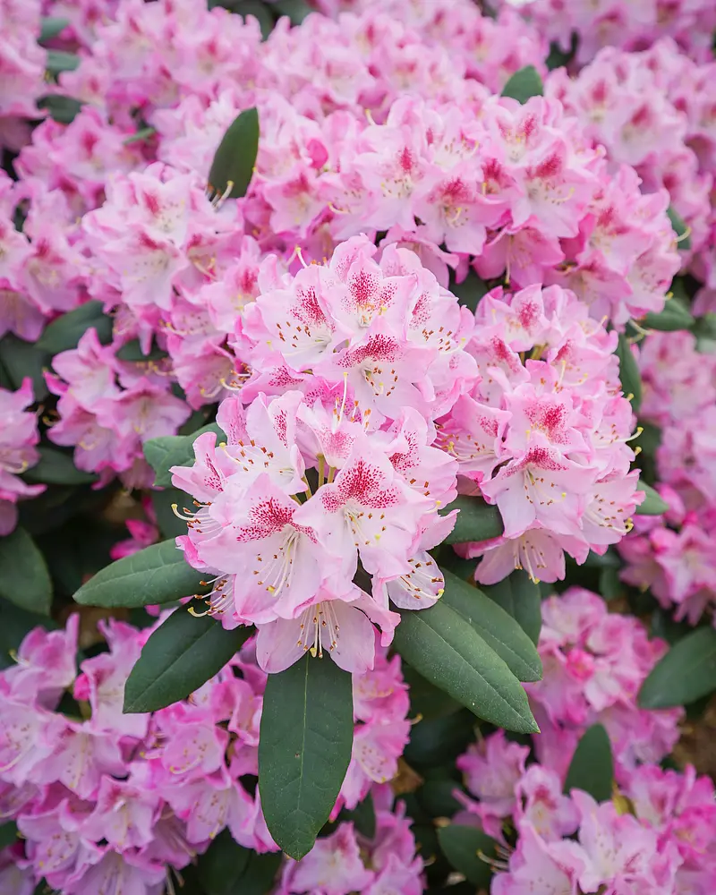 Rhododendron