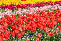 なばなの里「チューリップまつり」国内最大級