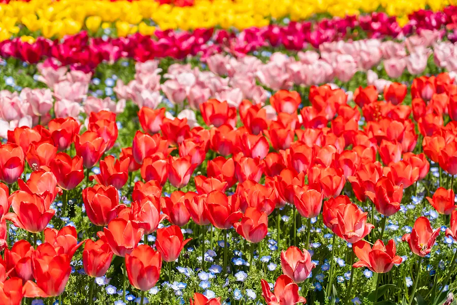 なばなの里「チューリップまつり」国内最大級