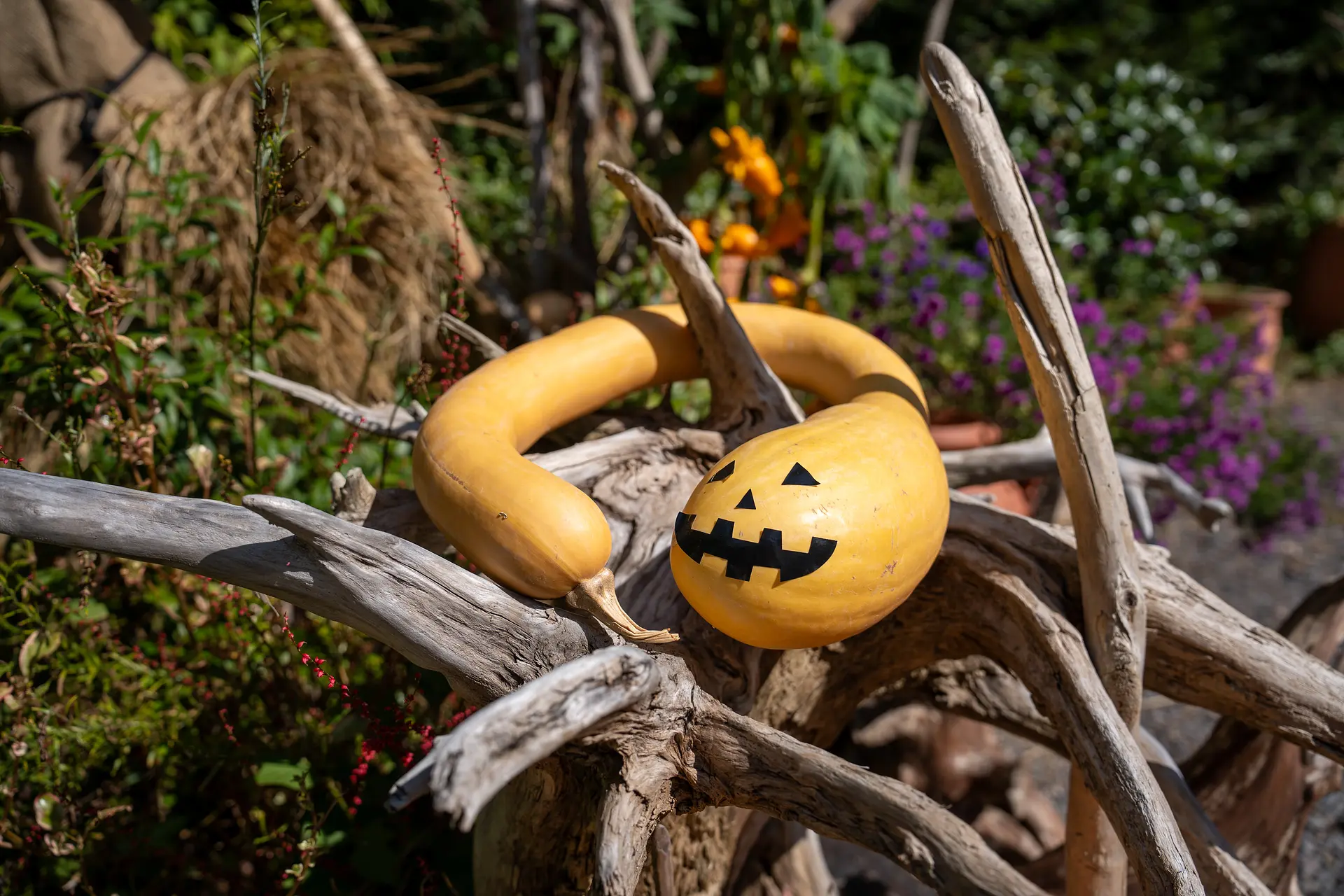 ハロウィンフォトスポット