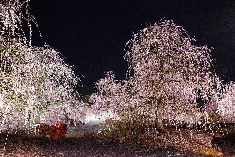 Weeping plum blossoms at Suzuka Forest Garden