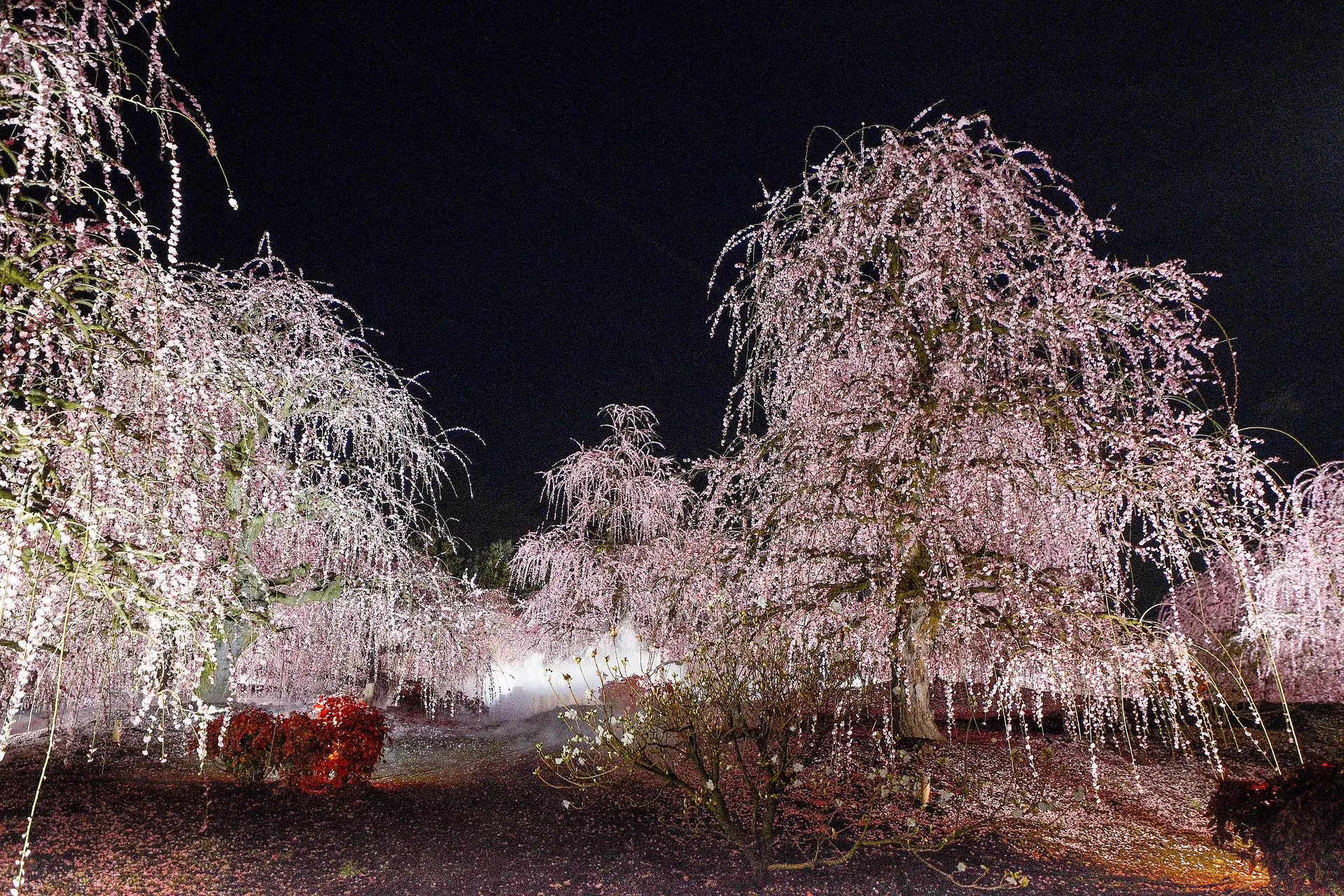 鈴鹿の森庭園のしだれ梅