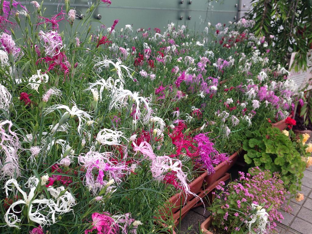 松阪撫子展 (豪商ポケットパーク)