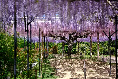 レッドヒルヒーサーの森の藤（1）