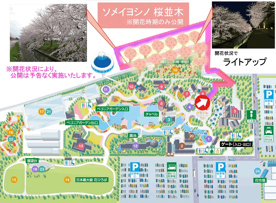 Route to “Sakura Namiki” (*Release date subject to change)