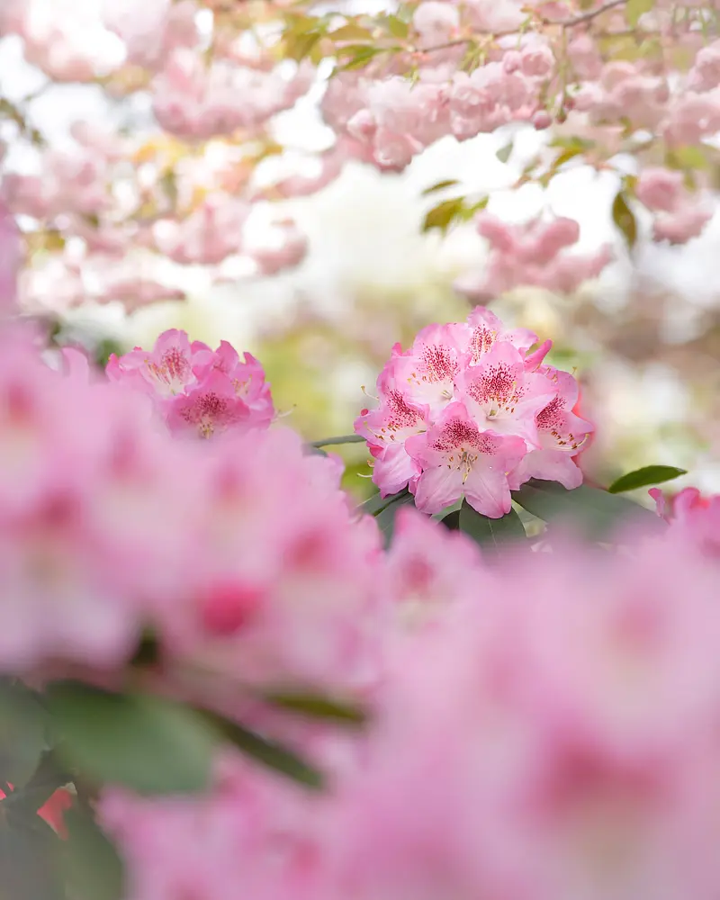 Rhododendron and double cherry blossoms