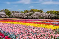 なばなの里「チューリップまつり」国内最大級
