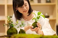 伊勢苔玉作り体験