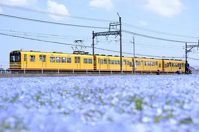 三岐鉄道北勢線大泉駅のネモフィラ（6）
