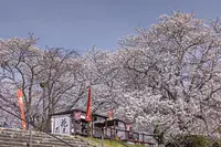 五十鈴川桜まつり