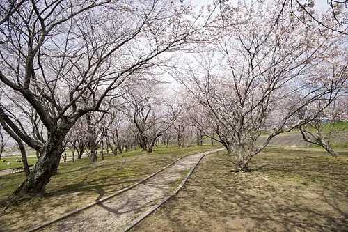 宮川堤の桜