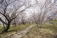 宮川堤の桜