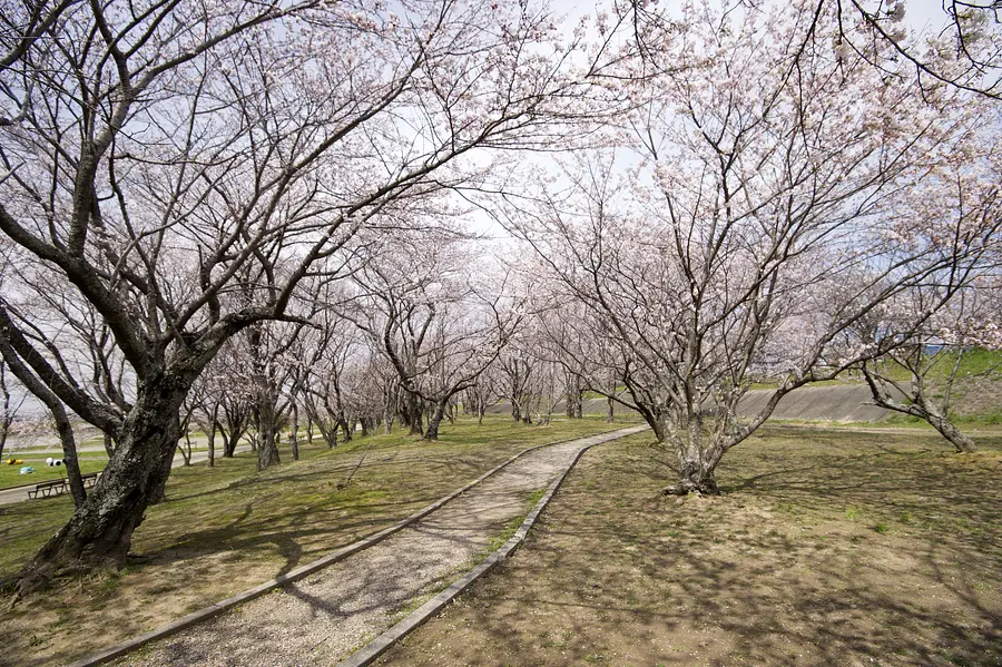 宮川堤の桜