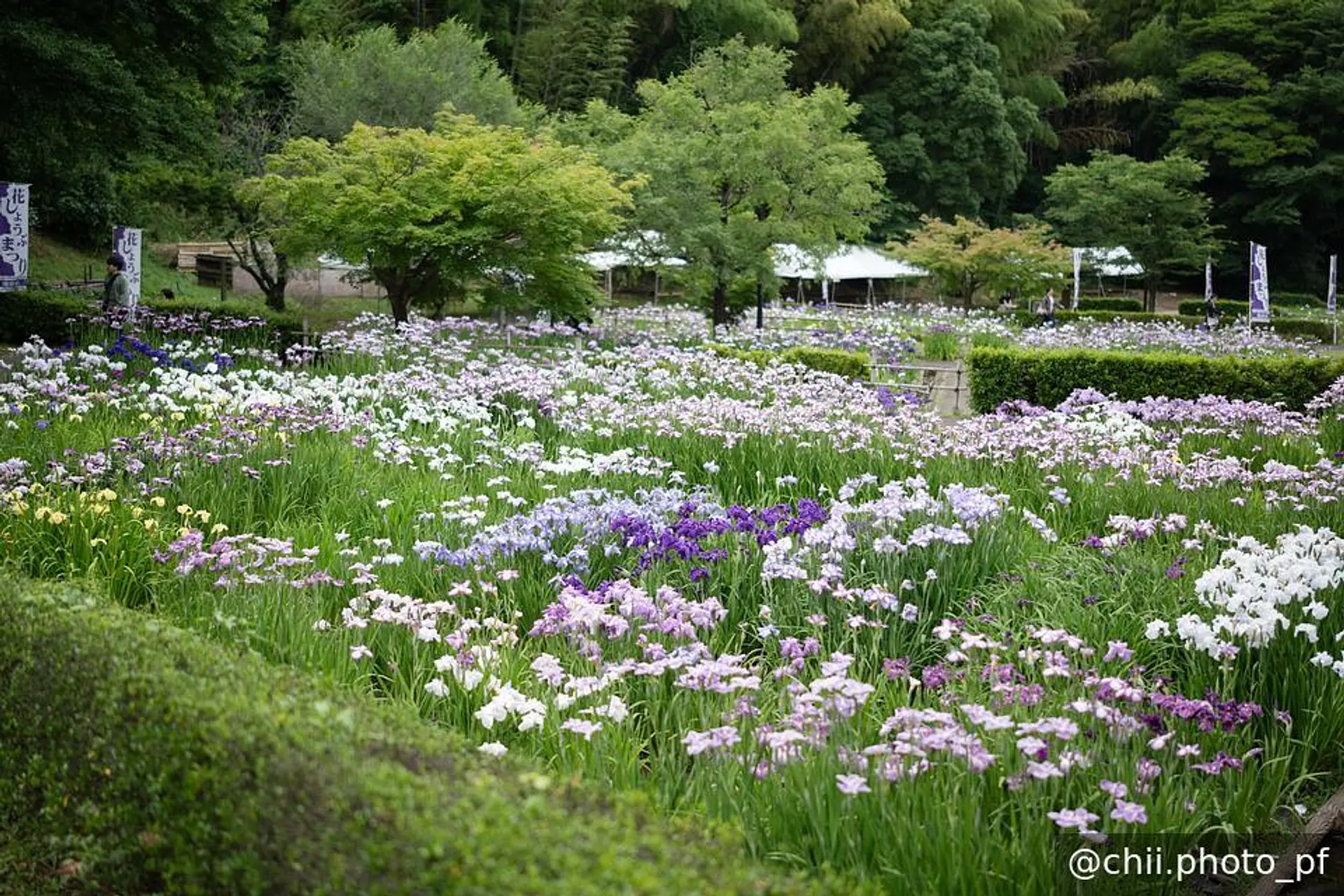 菖蒲園