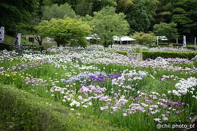 菖蒲園