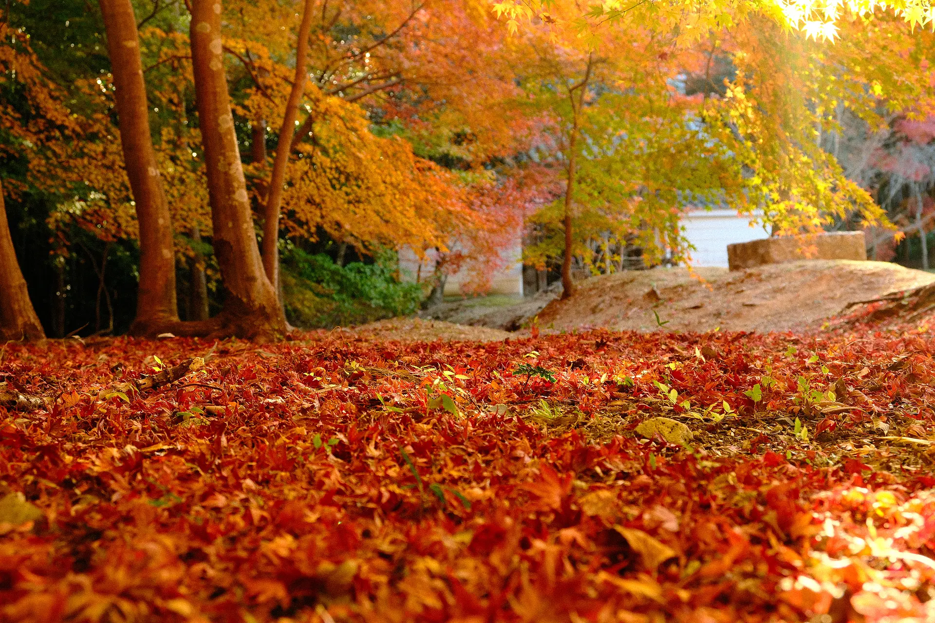 三重県紅葉の名所