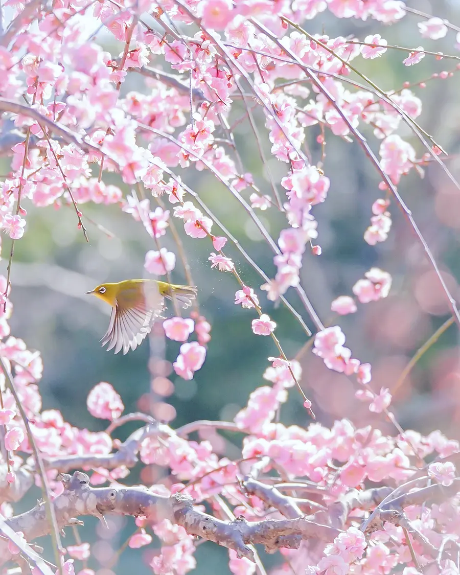 Weeping plum and white-eye at Sugawara Shrine