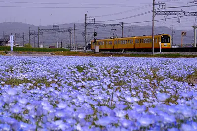 三岐鉄道北勢線大泉駅のネモフィラ（3）