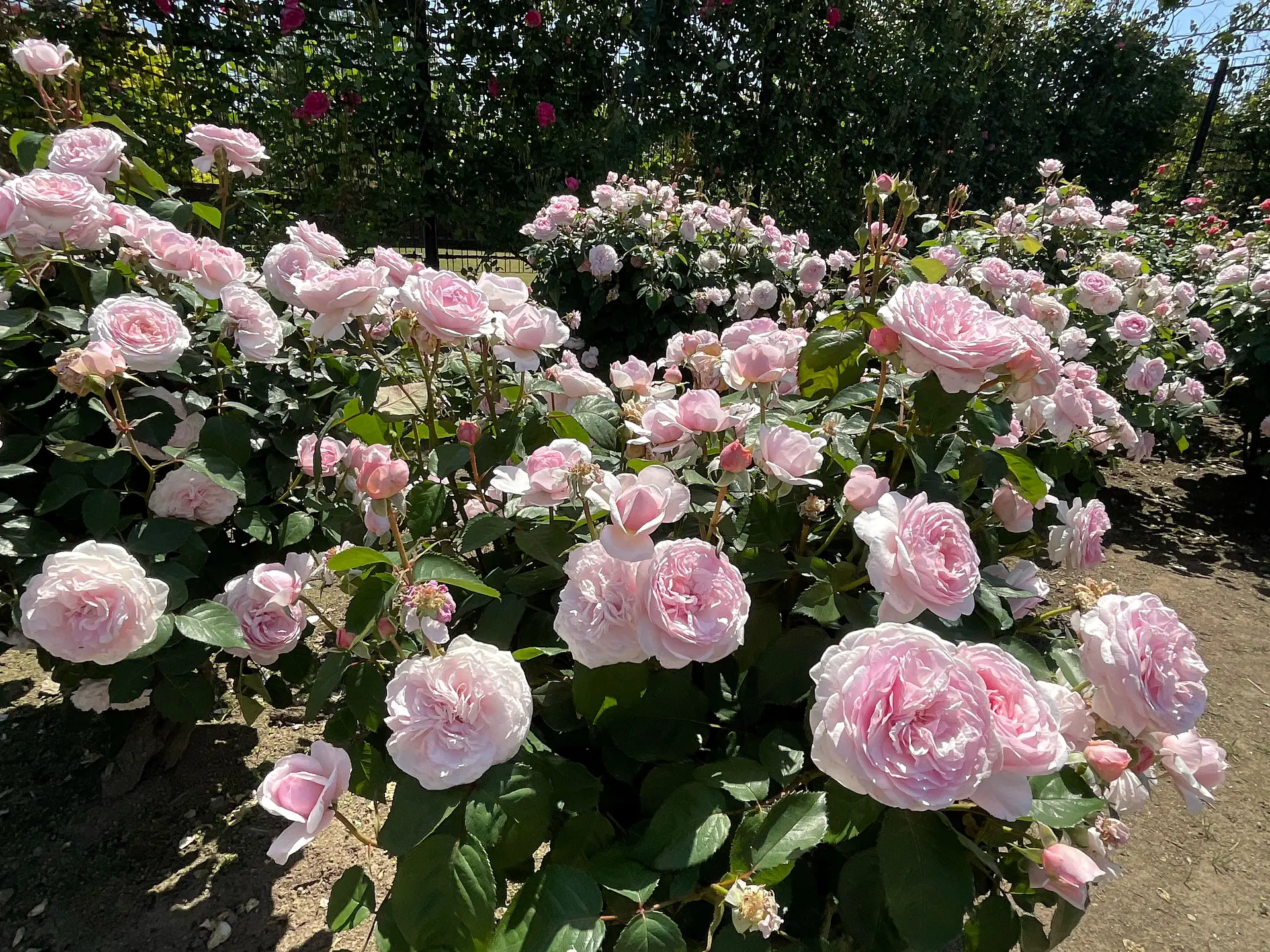 ローズフェア ～松阪農業公園ベルファーム～
