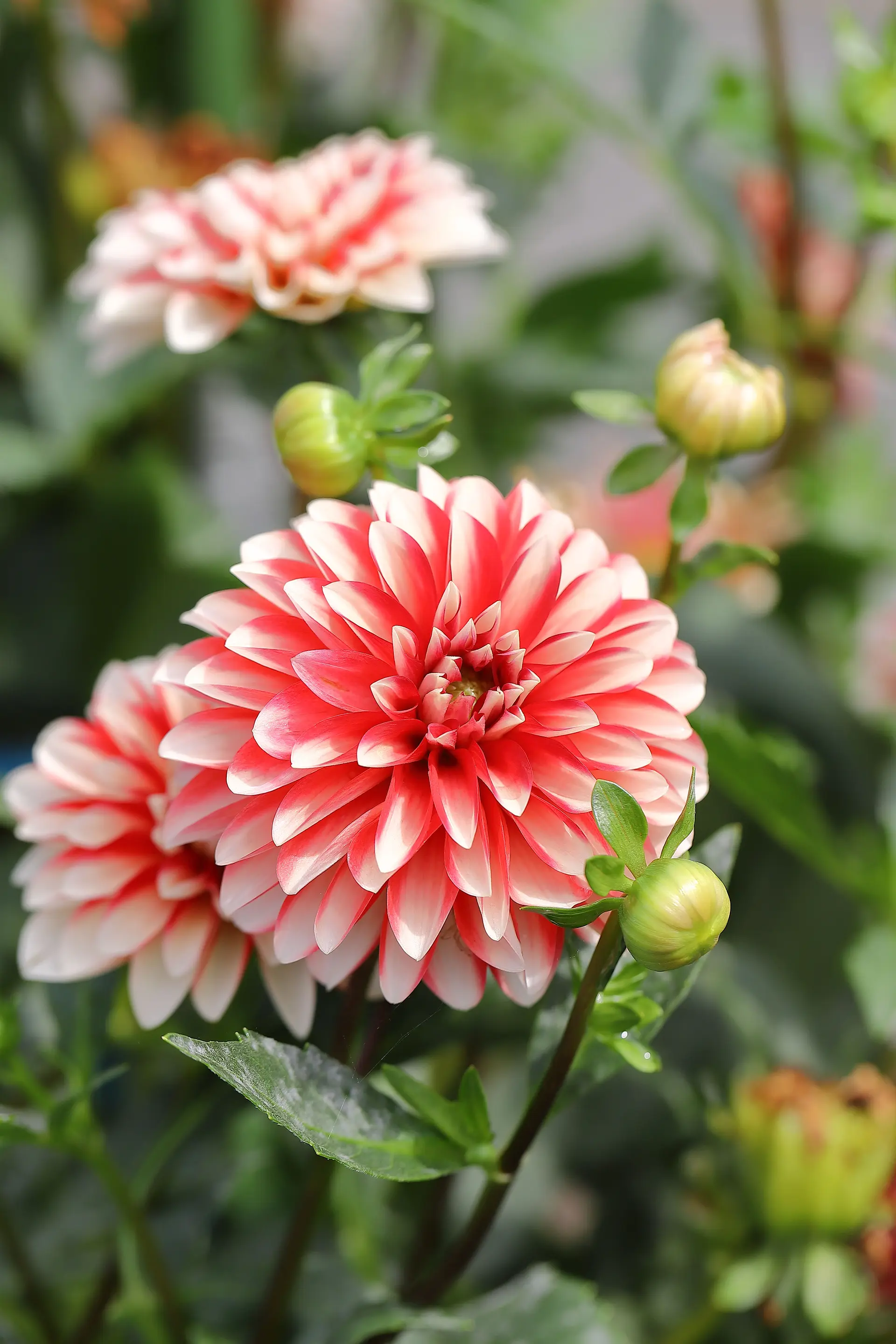 ミックスダリア