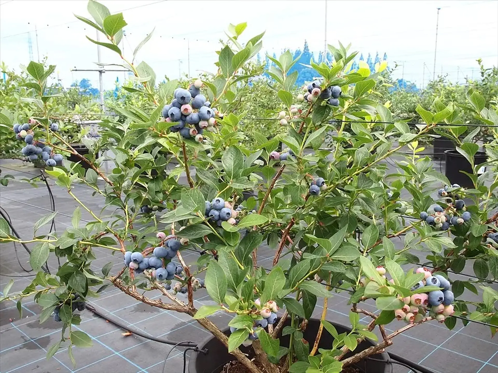 Sakura Berry’s Gardenのブルーベリー狩り