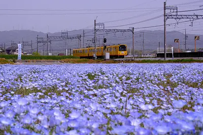 三岐鉄道北勢線大泉駅のネモフィラ（4）