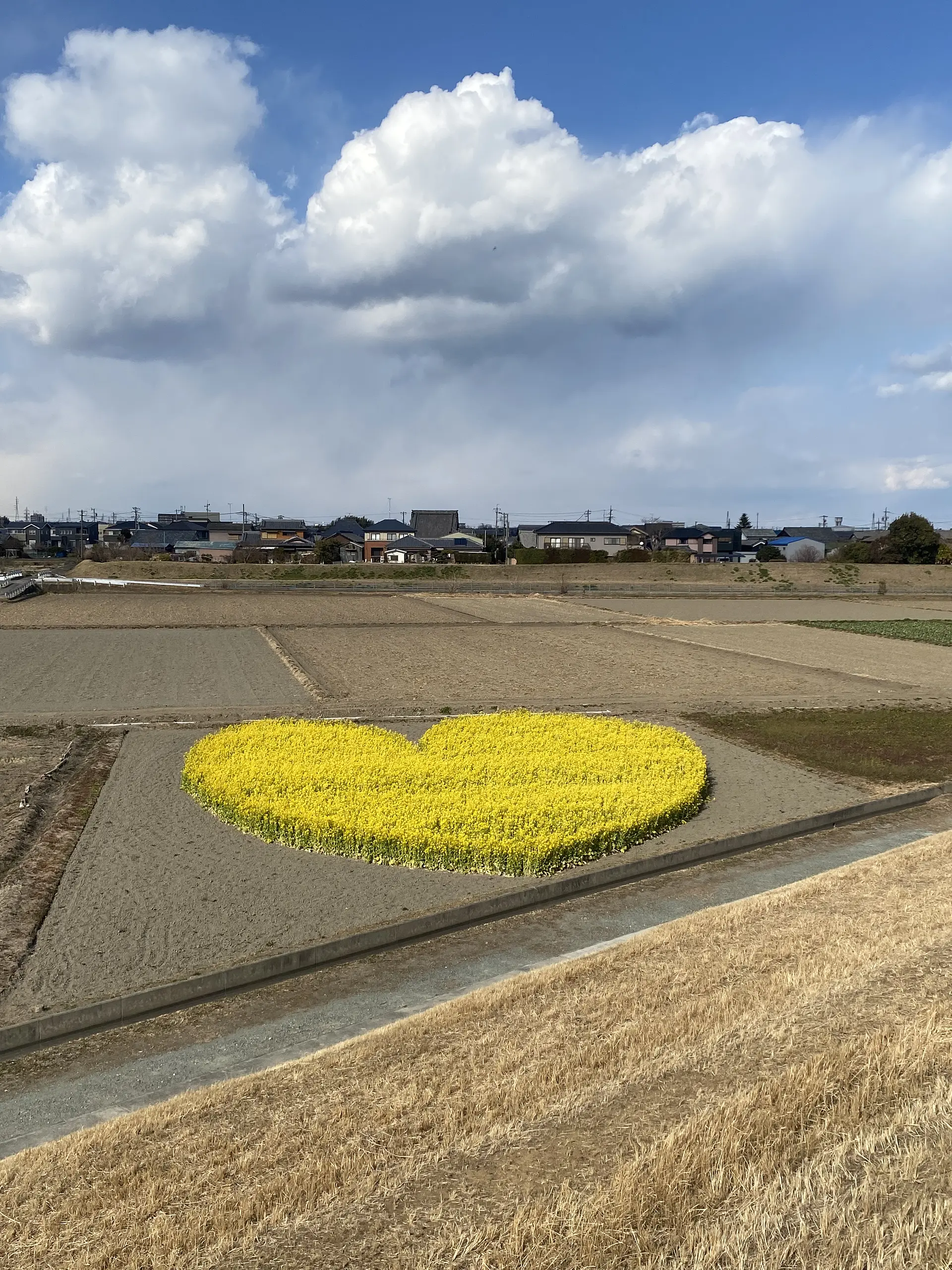 ハートの菜の花畑