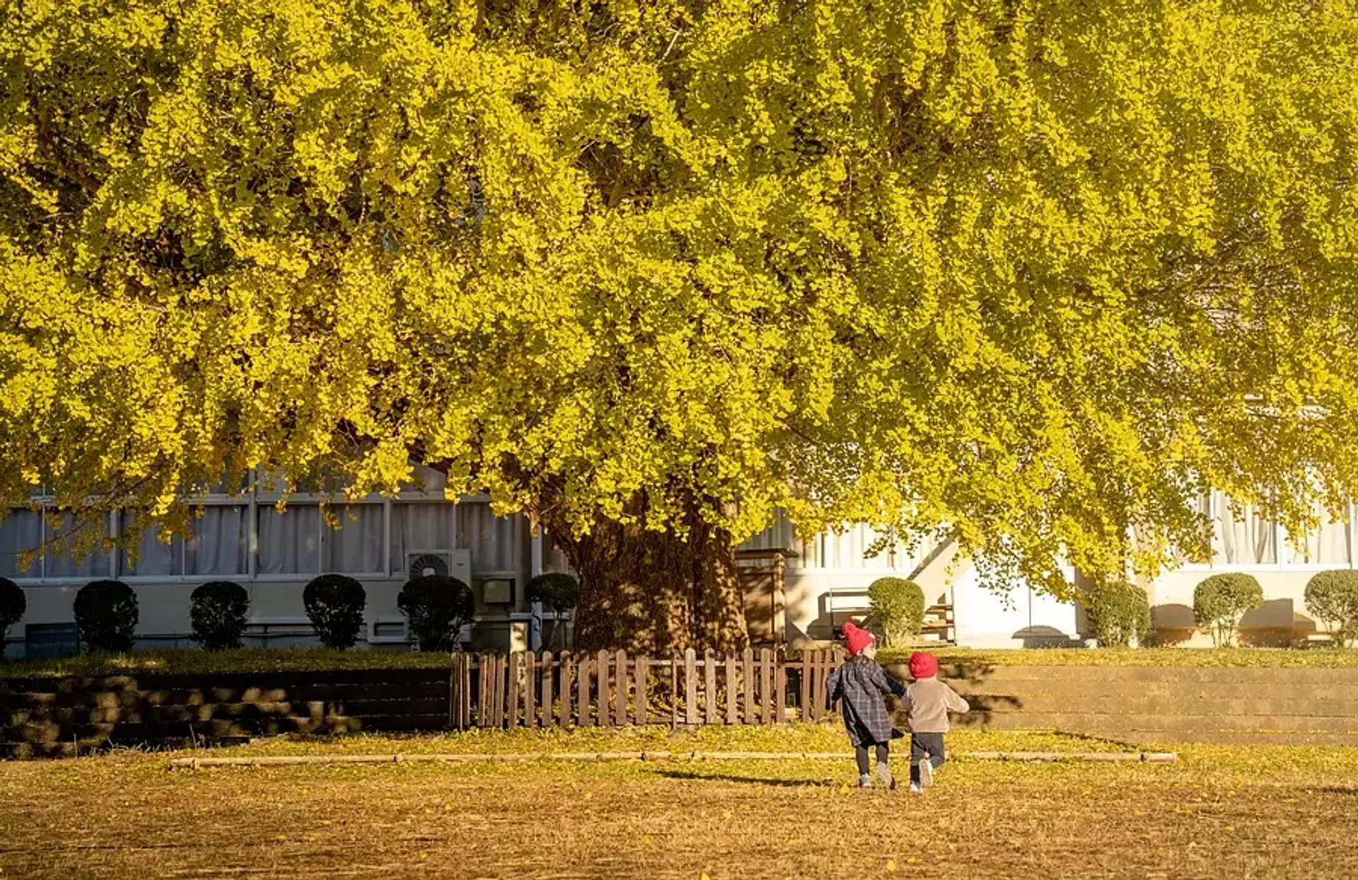 南伊勢町旧穂原小学校大イチョウ