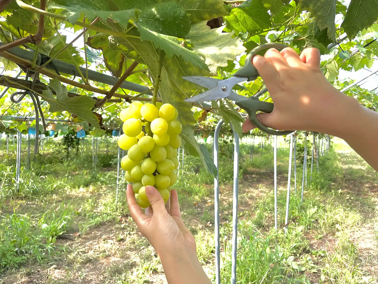三重県のぶどう狩りスポット